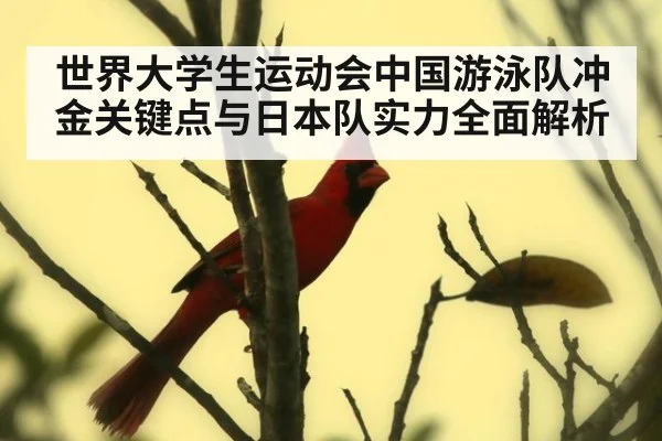 世界大学生运动会中国游泳队冲金关键点与日本队实力全面解析